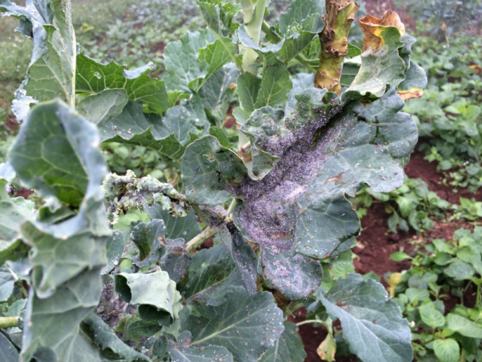 Climate Change Adaptation for Invasive Crop Pest Control in Sub-Saharan Africa: Strategies, Challenges, and Future Solutions