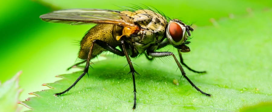 Revolutionizing Disease Research: The Importance of Drosophila melanogaster as a Model Organism in Biomedical Studies