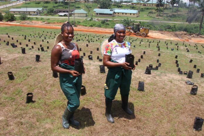 Boosting Agricultural Education in Africa: How University-Industry Partnerships Improve Innovation, Employability, and Economic Growth
