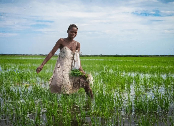 How Africa’s Traditional Farming Practices Can Solve Global Food Insecurity and Climate Challenges