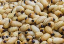 Akokono: Ghana’s Forgotten Superfood to Combat Malnutrition, Anemia, and Food Insecurity