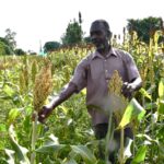 Frequent Weeding Boosts Maize and Groundnut Yields: New Study Highlights Optimal Timing for Sustainable Crop Productivity in Nigeria