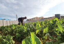 CJIFA 2025 Community Empowerment Grants in Africa: Funding for Grassroots Climate Action, Sustainability, and Social Justice CJIFA 2025 Community Empowerment Grants in Africa: Funding for Grassroots Climate Action, Sustainability, and Social Justice