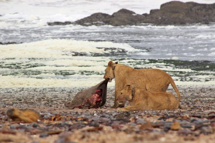 Namibia’s Community-Led Wildlife Conservation Faces Climate Change: Lessons from Desert Lions, Elephants, and Rhinos