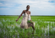 How Africa’s Traditional Farming Practices Can Feed the World and Restore the Planet How Africa’s Traditional Farming Practices Can Feed the World and Restore the Planet