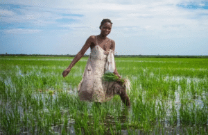 How Africa’s Traditional Farming Practices Can Feed the World and Restore the Planet