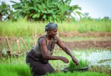 Climate Change Adaptation in African Mountain Regions: How Smallholder Farmers Cope and Innovate Climate Change Adaptation in African Mountain Regions: How Smallholder Farmers Cope and Innovate