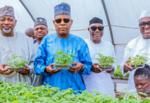 IITA Strengthens Nigeria’s Food Security with Research-Driven Agricultural Innovations IITA Strengthens Nigeria’s Food Security with Research-Driven Agricultural Innovations