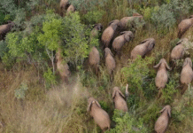 Impact of Wildlife Trade Restrictions on Iconic Species in Southern Africa: Law Enforcement, Community Engagement, and Conservation Policy Insights Impact of Wildlife Trade Restrictions on Iconic Species in Southern Africa: Law Enforcement, Community Engagement, and Conservation Policy Insights