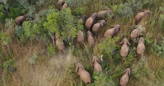 Impact of Wildlife Trade Restrictions on Iconic Species in Southern Africa: Law Enforcement, Community Engagement, and Conservation Policy Insights