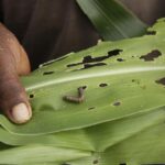 Integrated Pest Management: Sustainable Solution to Combat Fall Armyworm (Spodoptera frugiperda) Threatening Africa’s Food Security