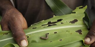 Integrated Pest Management: Sustainable Solution to Combat Fall Armyworm (Spodoptera frugiperda) Threatening Africa’s Food Security Integrated Pest Management: Sustainable Solution to Combat Fall Armyworm (Spodoptera frugiperda) Threatening Africa’s Food Security