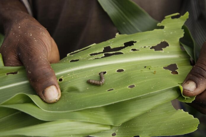 Integrated Pest Management: Sustainable Solution to Combat Fall Armyworm (Spodoptera frugiperda) Threatening Africa’s Food Security