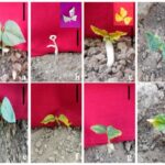 Evaluating EMS, Sodium Azide, and Hydroxylamine for Inducing Chlorophyll Mutations in Cowpea: Best Strategies for Efficient Mutation Breeding