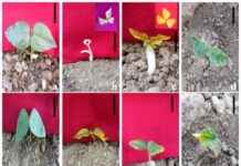 Evaluating EMS, Sodium Azide, and Hydroxylamine for Inducing Chlorophyll Mutations in Cowpea: Best Strategies for Efficient Mutation Breeding Evaluating EMS, Sodium Azide, and Hydroxylamine for Inducing Chlorophyll Mutations in Cowpea: Best Strategies for Efficient Mutation Breeding