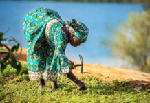 Integrating Environmental Sustainability into African Social Policies: Strategies for Resilience, Equity, and SDG Alignment Integrating Environmental Sustainability into African Social Policies: Strategies for Resilience, Equity, and SDG Alignment
