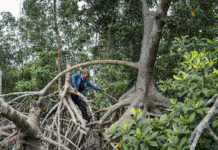 How Satellite Technology Is Helping Preserve Earth’s Mangrove Forests and Combat Climate Change How Satellite Technology Is Helping Preserve Earth’s Mangrove Forests and Combat Climate Change