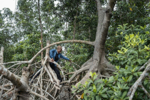 How Satellite Technology Is Helping Preserve Earth’s Mangrove Forests and Combat Climate Change