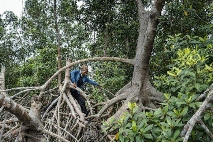 How Satellite Technology Is Helping Preserve Earth’s Mangrove Forests and Combat Climate Change How Satellite Technology Is Helping Preserve Earth’s Mangrove Forests and Combat Climate Change